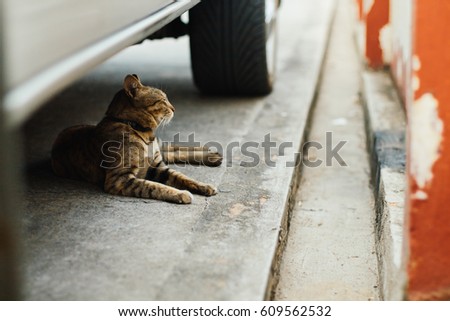 Beautiful cat under the car looking up to the sky , emotional loneliness , heartbroken , alone -vintage style picture and vintage color