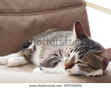 cat sleeping on the chair Royalty-Free Stock Photo #609566846