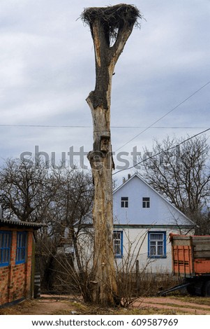 A stork's nest, reared on an old tree in the village
