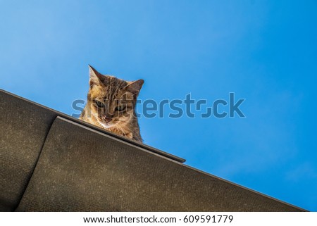 Funny Cat Pictures, Cat sitting on the roof and Looking