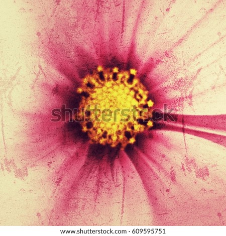 Closeup of pink cosmos with old vintage grunge background 