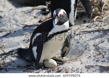 Mother Penguin