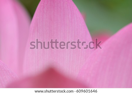 Abstract background. Blurred lotus flower