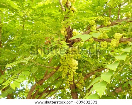 A photo of bunch star gooseberry or the Otaheite gooseberry delicious fruit on the star gooseberry tree.