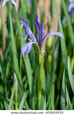 Blooming Iris in lilac color