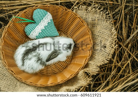 Cute rabbit small bunny domestic pet with long ears and fluffy fur coat sitting in wicker bowl with green heart on natural hay background