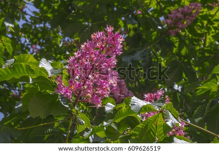 Beautiful background of leaves and flowers of pink chestnut.