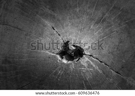 Old wood texture cut off tree trunk with a fungus gray scale