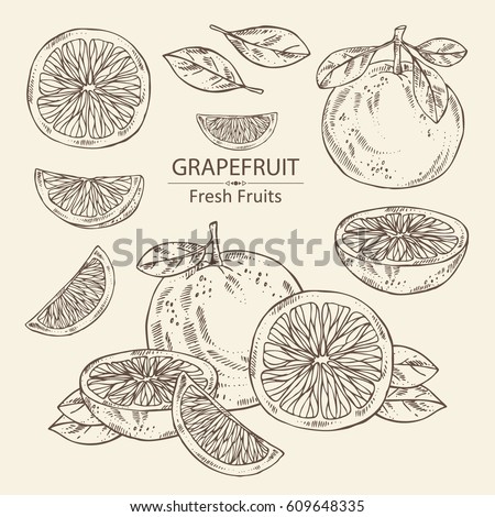 Collection of grapefruit and grapefruit slice. hand drawn Royalty-Free Stock Photo #609648335