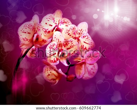 Beautiful flowers orchids, picture for design interior
