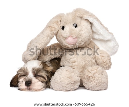 Little Havanese puppy dog sleeping with a rabbit plush toy - isolated on white background