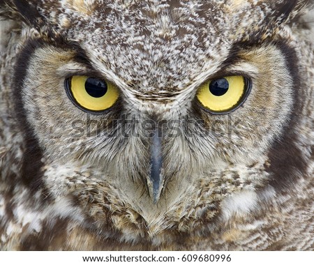 Great Horned Owl close up portrait of eyes and face with focus on the feathers around the eyes and other parts of the frame slightly out of focus