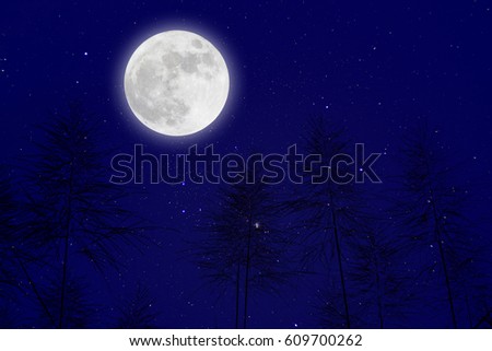 Romantic Moon In Starry Night Over Grass Flower.
