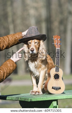 Dog spaniel of golden color with a ukulele
