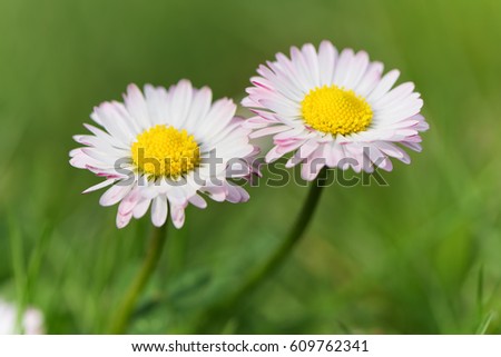 Daisy flowers on meadow. Close-up of flower head and defocused nature green in background. 