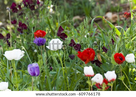 Spring in Jerusalem Botanical Garden, Israel