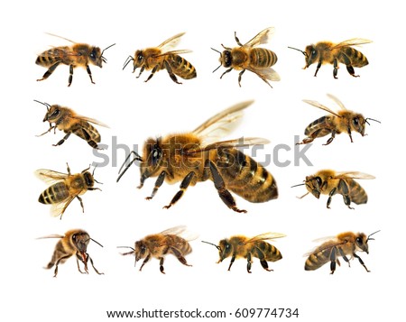 group of bee or honeybee in Latin Apis Mellifera, european or western honey bee isolated on the white background, golden honeybees