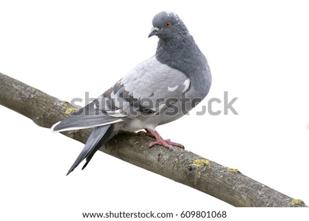 Grey dove isolated on a white background. Feral Pigeon