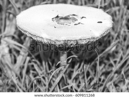 A black and white photograph of a mushroom in Brisbane, Australia.