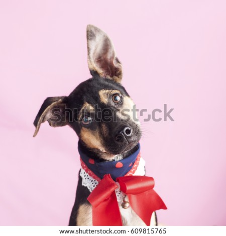 Happy, curious dog Mixed breed, puppy isolated on a pink background