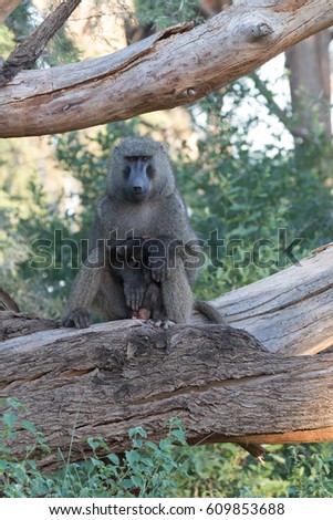 Africa, Kenya, Samburu National Reserve.Olive baboon (Papio anubis) 2016-08-04