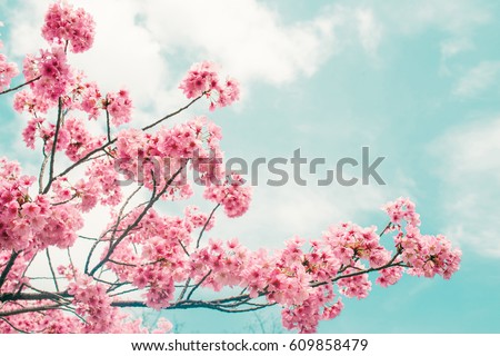 Beautiful cherry blossom sakura in spring time over blue sky. Royalty-Free Stock Photo #609858479