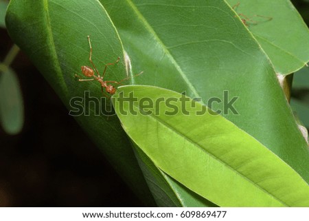 red ant on leaf protect the nest