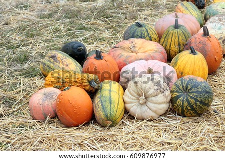 various and bumpy squash in the market place