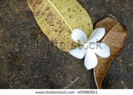White plumeria on Leaves