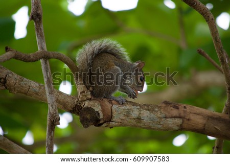 Grey Squirrel (Sciurus carolinensis) Eating an Almond Drupe Close-Up
