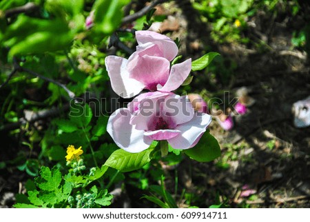 Close-up of pink magnolia flower on a brunch at botanical garden, Kyiv, Ukraine.