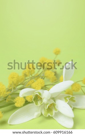 Close up picture of snowdrops and mimosa flowers on a green backdrop. Spring seasonal background.
