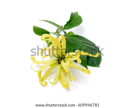 Cananga odorata isolated on white background,Magnolia,yellow spring flower