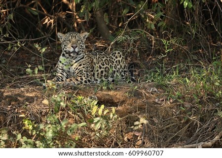 American jaguar female in the shade of a brazilian jungle, panthera onca, wild brasil, brasilian wildlife, pantanal, green jungle, big cats, dark background, low key