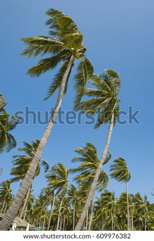 High coconut palm trees on the tropical island