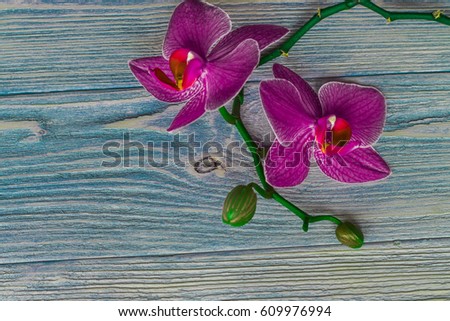 Orchid on tree background