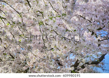 Beautiful spring nature scene with pink cherry blooming tree