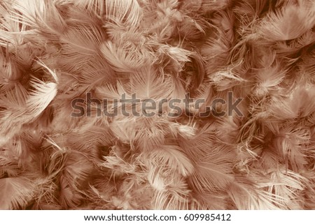 brown background,feather,brown feather background