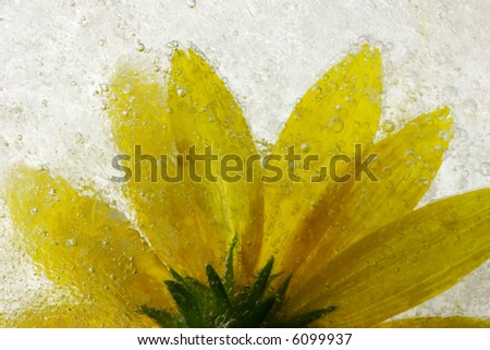 Frozen yellow flower