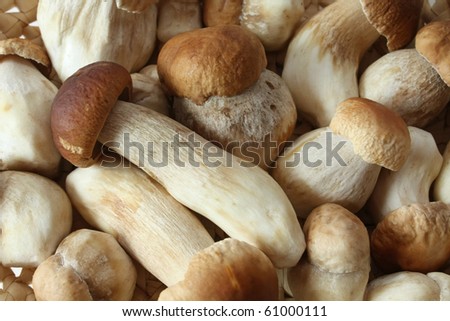 Boletus mushroom. Food background.
