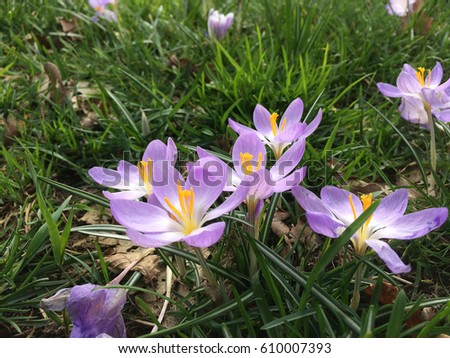 Beautiful Dutch crocuses are open in the morning of the first spring day