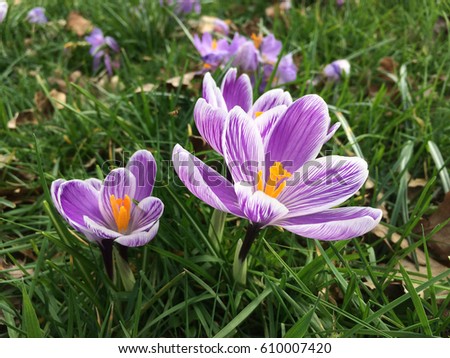 Beautiful Dutch crocuses blossoms in the morning of the first spring day on the green yard