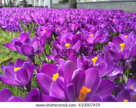 Beautiful purple Dutch crocuses are open in the morning of the first spring day