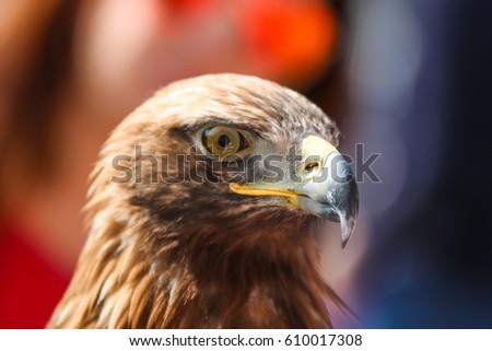 A detail picture of the eagle´s head. It is a nice and majestic bird. Looks quite happy and satisfied. 
