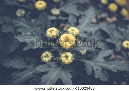 small yellow flowers over green leaves, spring background