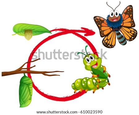 Life cycle of monarch butterfly illustration