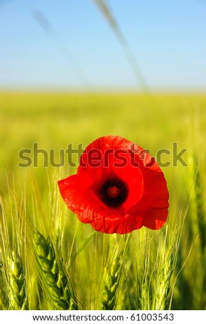 red poppy on the field of wheat