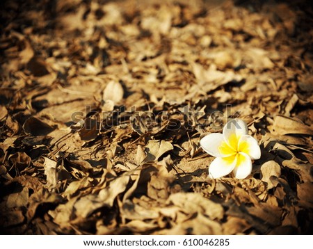 Frangipani, Plumeria, Templetree exotic aroma smell BALI style spa flowers falling on garden ground floor covered with dried falling leafs on a sunny day for sadness colour mood backdrop background