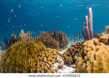 Aplysina archeri,stove-pipe sponge is a species of tube sponge on coral reef