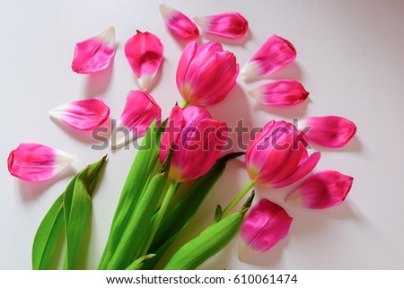 Pink tulips are laying on the white table.Top view.